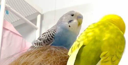 熱烈な愛の告白♡（インコのお話）の記事動画