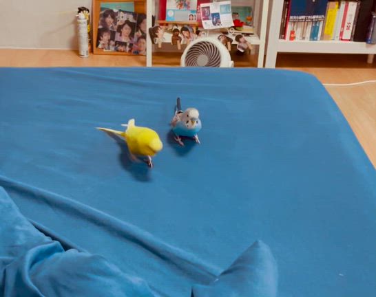 ミントとアクアの記事動画