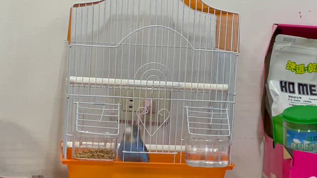 嘘やろ　wwの記事動画