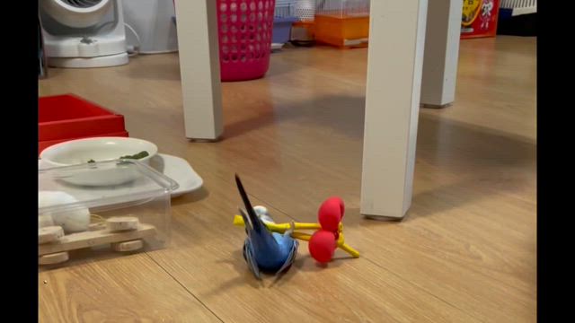 ネコみたいだねって言われたインコ←の記事動画