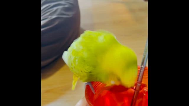 シマエナガのタンブラー買った♡の記事動画