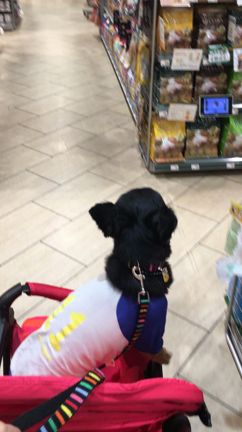 おじさん犬感謝デーの記事動画