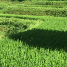 稲の画像