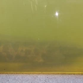 最強寒波の襲来にも耐えた最強魚類❓️の画像