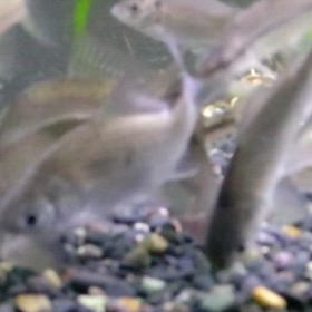 No.82  手が凍てつく朝イチに餌やりの画像