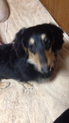 (ふんふん♪・ω・*)の記事動画