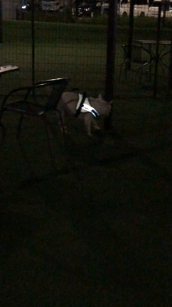 まだまだあちーなの記事動画