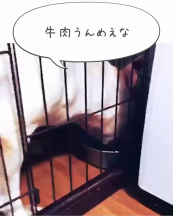 やっと涼しくなってきたなの記事動画