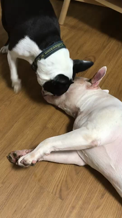 ったくの記事動画