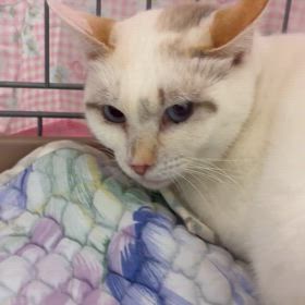 りんご猫（エイズキャリア）も幸せになりたいのサムネイル画像