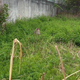 猿がいたの画像