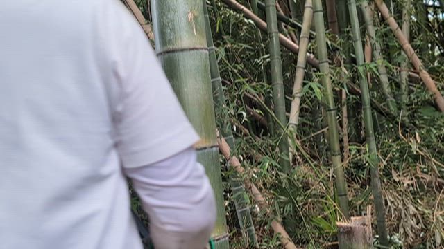 日々是竹林整備の記事動画