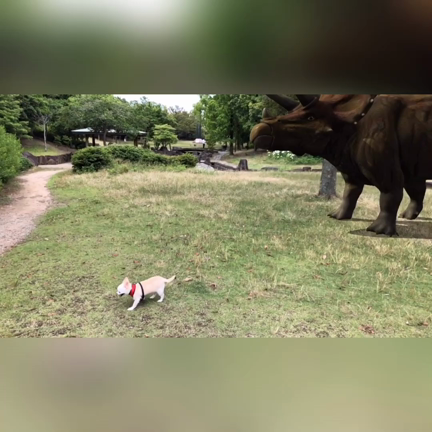 チワワとトリケラトプスの散歩^ ^の記事動画