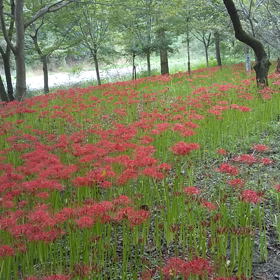 山歩き:宮沢湖から巾着田の「曼珠沙華」の画像