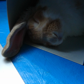 怒れませんの画像