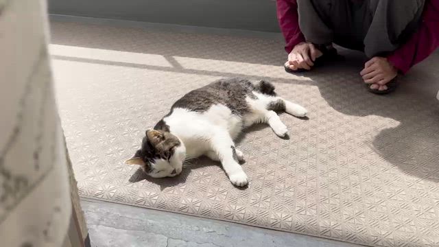 保護メガネ色々の記事動画