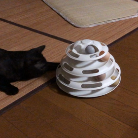 CAT BALL TOYその後…！の画像