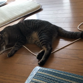 ねこの名前の画像
