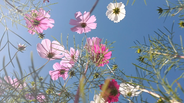 秋桜達からの優しいメッセージ。の記事動画