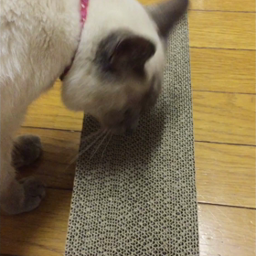 ワタワタの神の画像