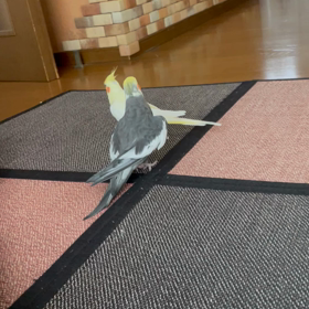 整形外科への画像