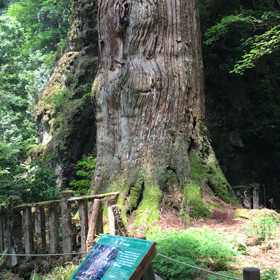 英彦山の鬼杉の画像
