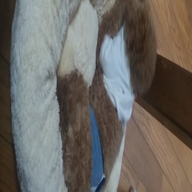 手伝い要りません‼の画像