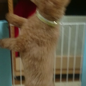 ご飯は欲しいダンスの画像