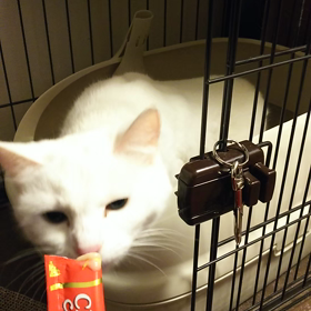 今日の白猫ミルキーの画像