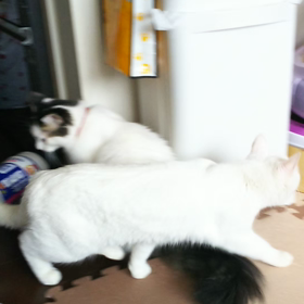 先住猫とミルキーの画像