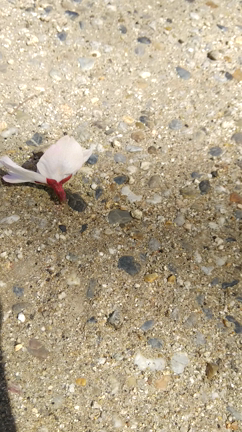 一輪の櫻が桜パラボラに。緊急事態宣言前の記事動画