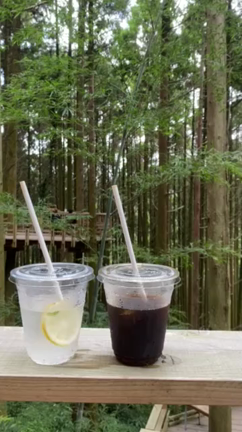 【糸島 白糸】森カフェで自然を満喫できる「 ツリーハウス」の記事動画