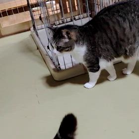 瞳ちゃんのアピールの画像