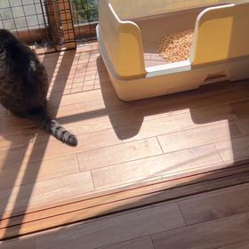 暑いところに集まるの画像