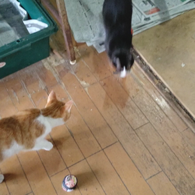 おもちゃありがとうございますの画像