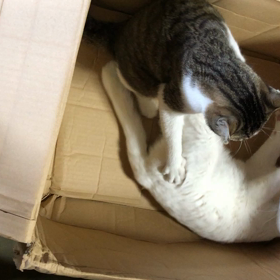 兄弟ケンカの画像