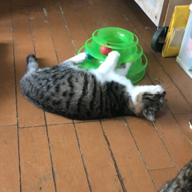 夢中の画像