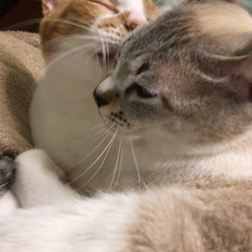 動画減らしの画像