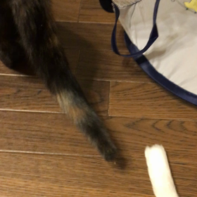 動画の画像