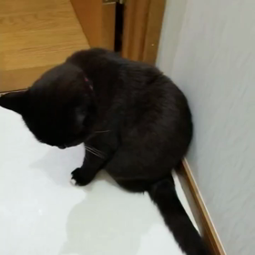 朝から癒やされるの画像