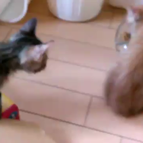 ☆実家のあかにゃん動画☆の画像