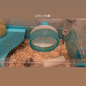 ハムの画像