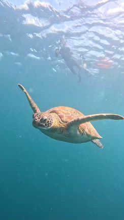 ウミガメに恋して【セブ旅９】の記事動画