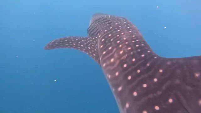 サメと一緒に泳いでみたら【セブ旅８】の記事動画