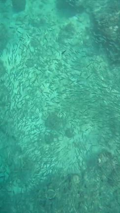 ウミガメに恋して【セブ旅９】の記事動画