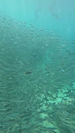 ウミガメに恋して【セブ旅９】の記事動画