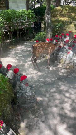 神の島は神秘に溢れていた！宮島観光の記事動画