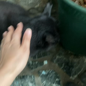 黒猫さんがこんなに懐いてくれるなんての画像