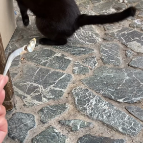 ネコパンチの画像
