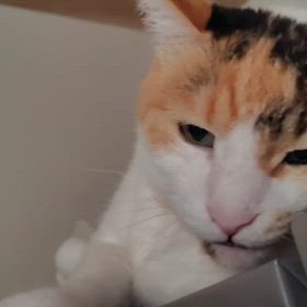 2026/07/29の画像